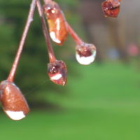 Spring droplets
